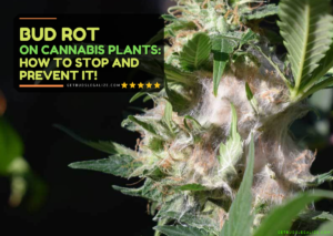 Bud Rot on Cannabis Plants: How to Stop and Prevent It!