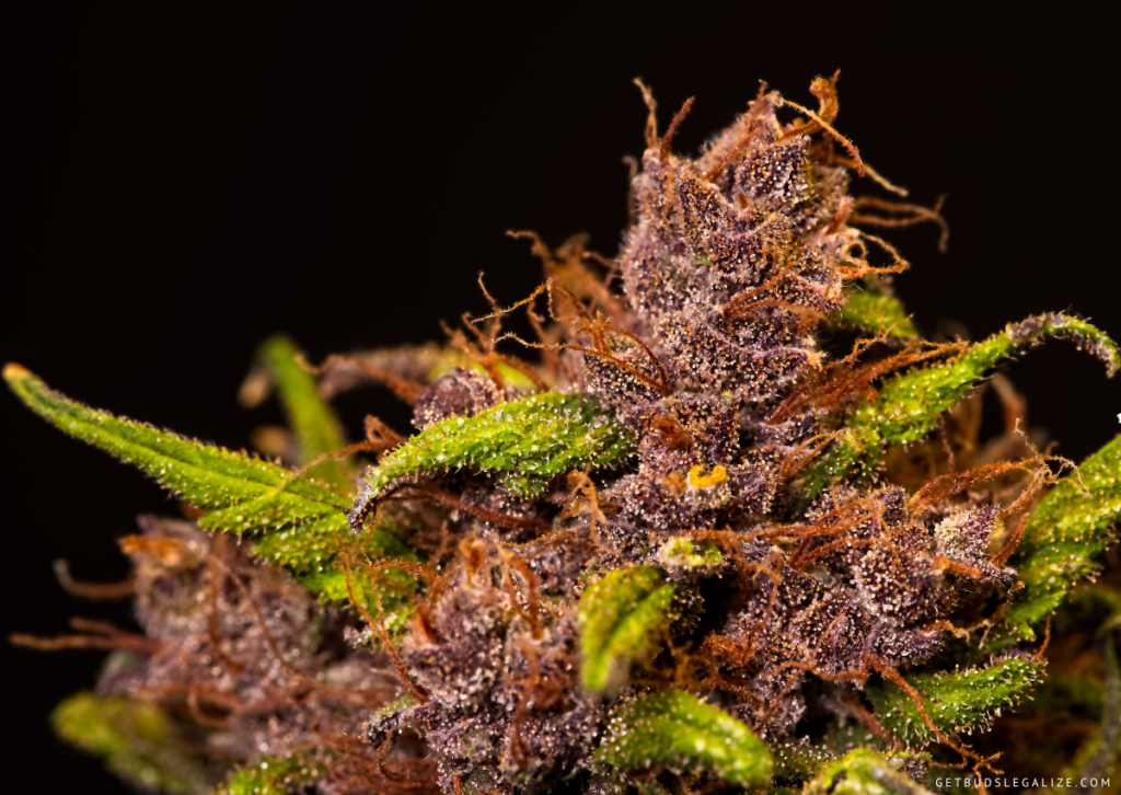 Top 10 Best Cannabis Strains for Depression You Can Choose From ...