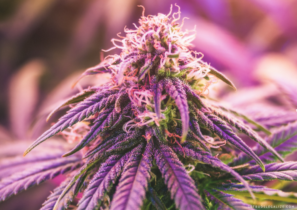 Top 10 Best Cannabis Strains for Depression You Can Choose From! 17 Northern Lights:, cannabis, marijuana, weed, strain, plant, flowering, buds, pot