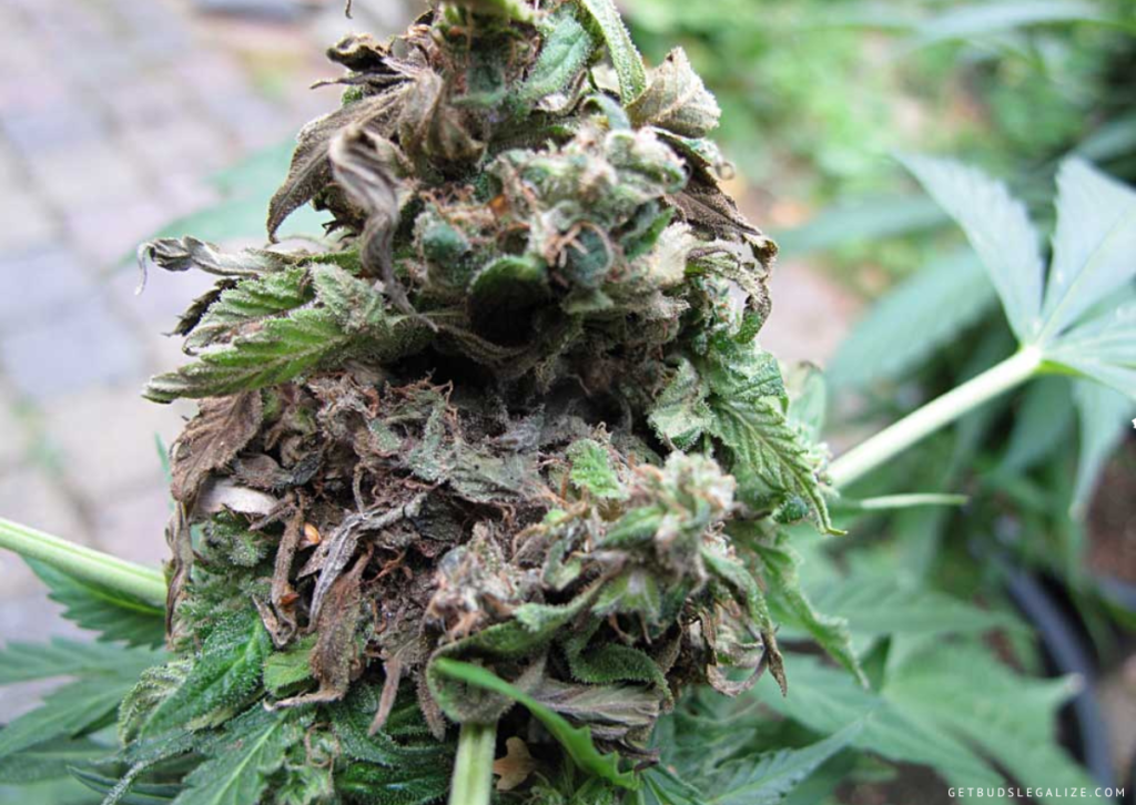 Bud Rot on Cannabis Plants: How to Stop and Prevent It!