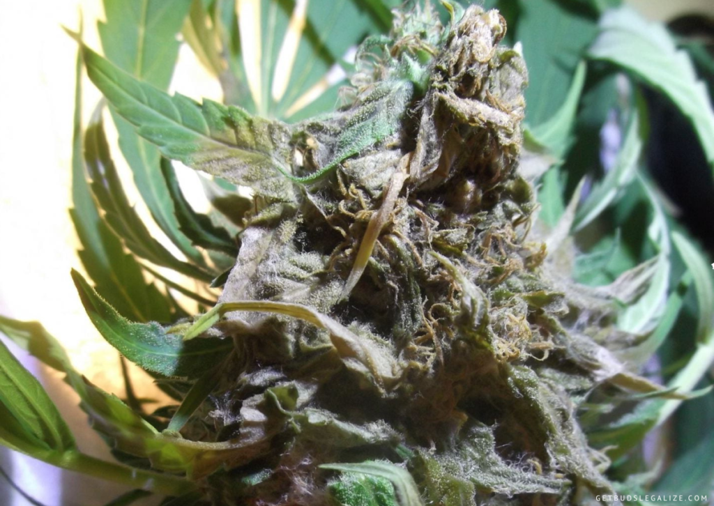 Cannabis Plants mold on bud: How to Stop and Prevent It!