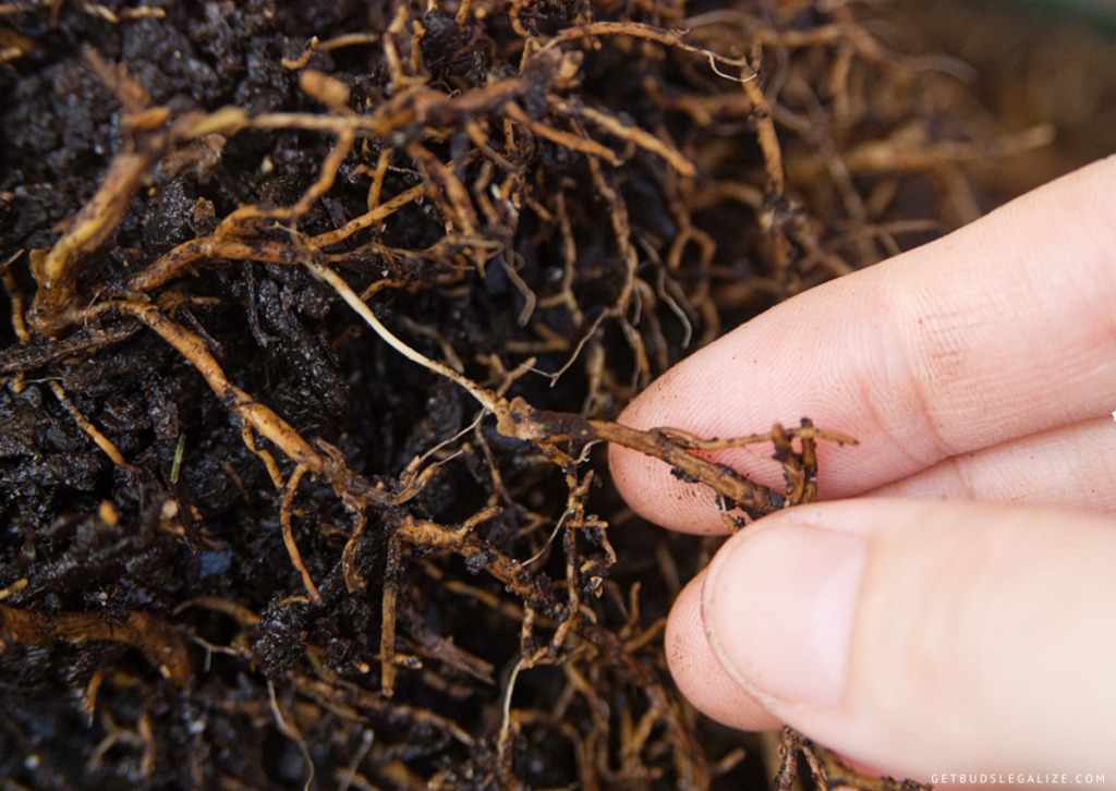 How To Identify & Fix Cannabis Root Rot | Combat Root Issues Now