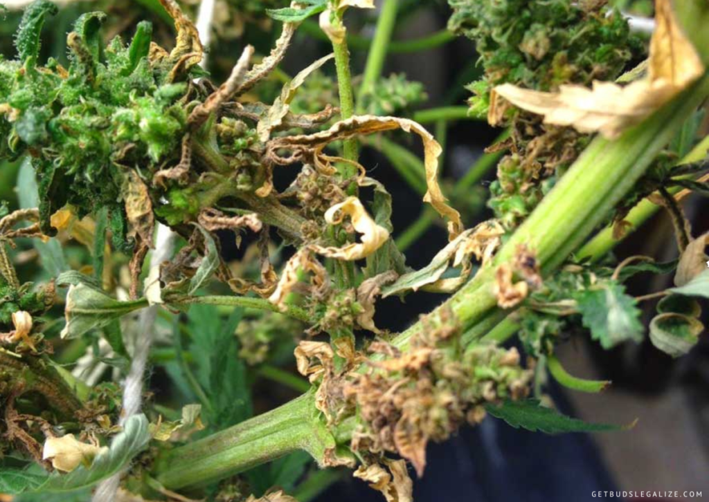 Cannabis Root Rot Symptoms