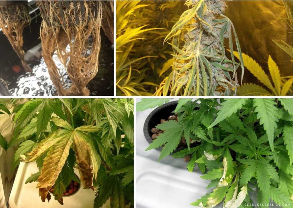 How To Identify & Fix Cannabis Root Rot | Combat Root Issues Now
