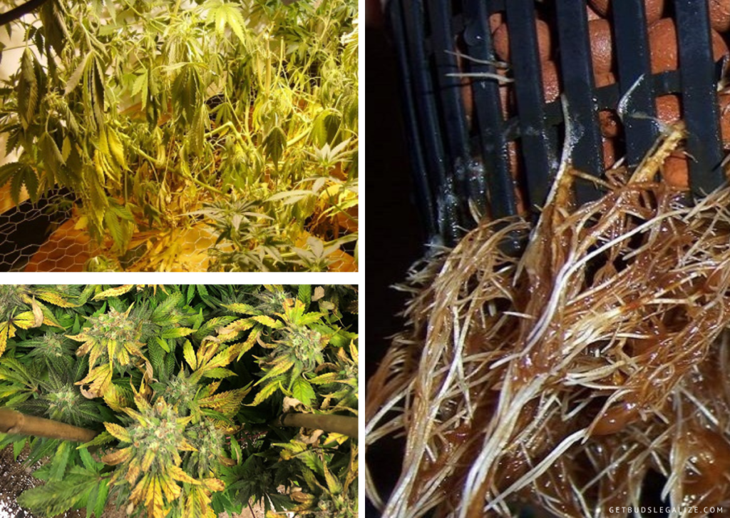 Cannabis Root Rot Symptoms