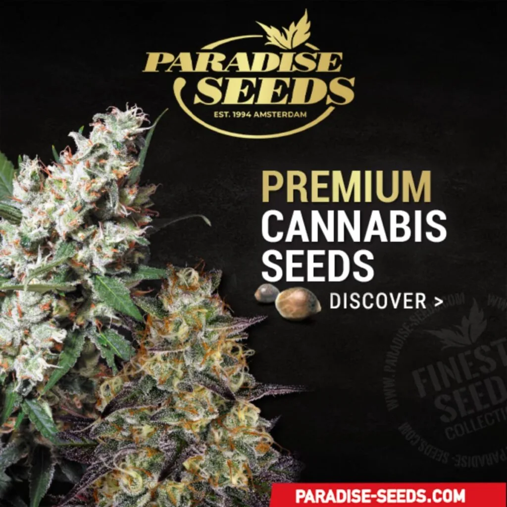 Paradise seeds feminized, autoflower, cannabis seeds