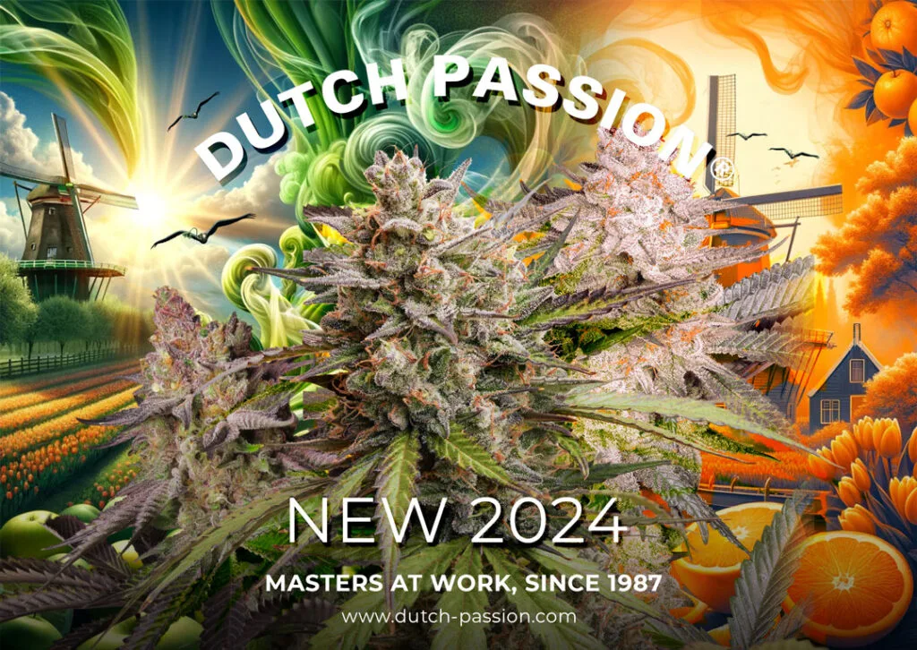 dutch passion cannabis seeds, marijuana, weed, for sale