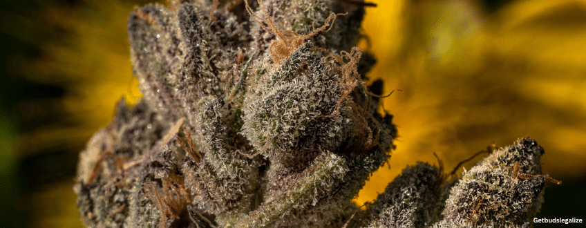 Gold Leaf weed Strain Review & Growing Guide, marijuana, weed, cannabis seeds, ILGM