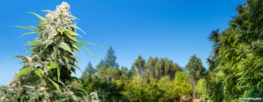 Gold Leaf Strain Review & Growing Guide | Learn All About 13 Gold Leaf marijuana Strain Review & Growing Guide, marijuana, weed, cannabis seeds, ILGM