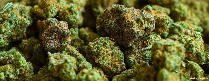 Gold Leaf Strain Review & Growing Guide | Learn All About 16 Gold Leaf cannabis Strain Review & Growing Guide, marijuana, weed, cannabis seeds, ILGM