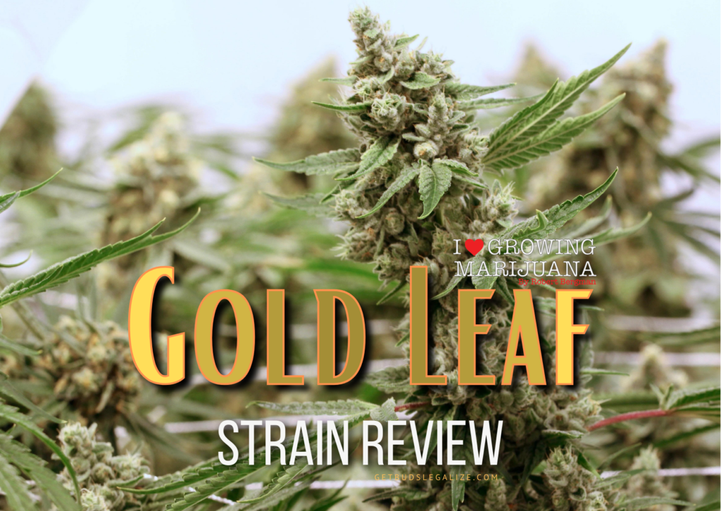 Gold Leaf Strain Review & Growing Guide, marijuana, weed, cannabis seeds, ILGM