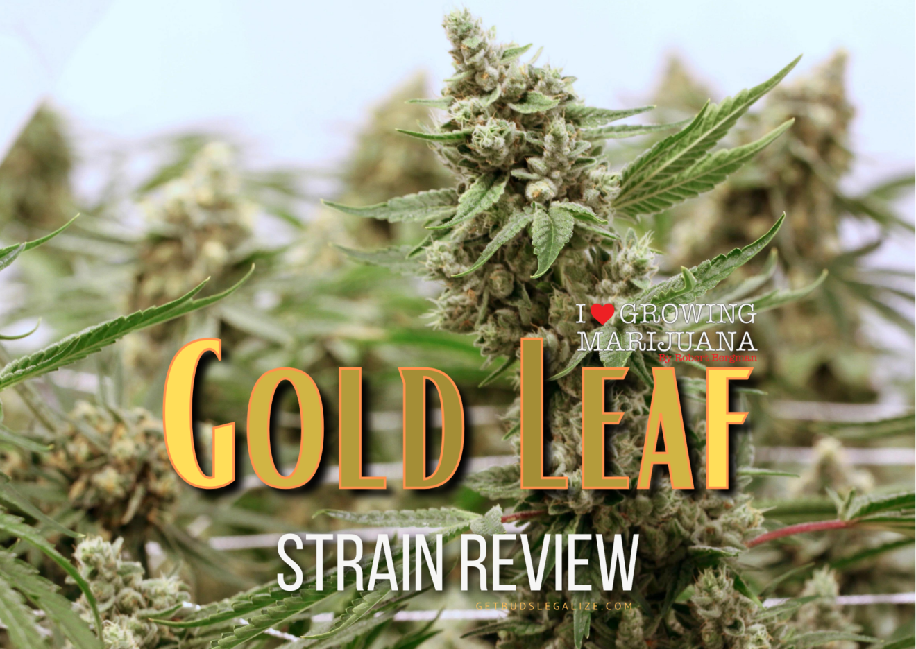 Gold Leaf Strain Review Growing Guide Learn All About   The Ultimate 70 1320x936 