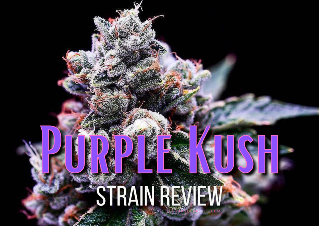 Purple Kush Strain Review & Growing Guide, marijuana, weed, cannabis seeds, ilgm