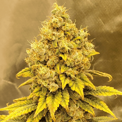 Gold Leaf Strain Review & Growing Guide, marijuana, weed, cannabis seeds, ILGM