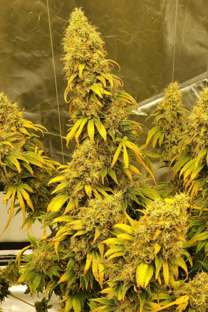 Gold Leaf Strain Review & Growing Guide | Learn All About 18 Gold Leaf Strain Review & Growing Guide, marijuana, weed, cannabis seeds, ILGM