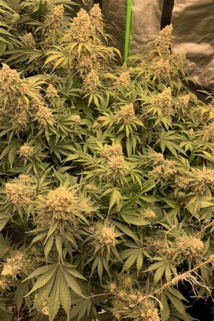 Gold Leaf Strain Review & Growing Guide | Learn All About 19 Gold Leaf Strain Review & Growing Guide, marijuana, weed, cannabis seeds, ILGM