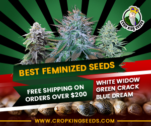 crop king seeds, cannabis, marijuana, seeds
