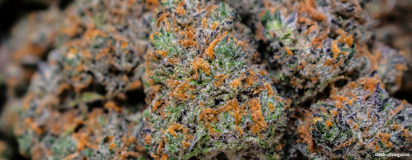 Grape Octane Strain Review & Growing Guide | Unlock The Full Potential ...