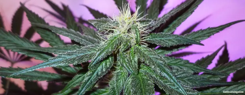 Granddaddy Purple Strain Review & Growing Guide | Learn All About 7 Granddaddy Purple marijuana Strain Review & Growing Guide,weed, cannabis, marijuana, seeds, plant
