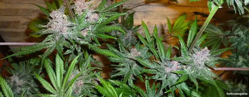 Granddaddy Purple Strain Review & Growing Guide | Learn All About 20 Granddaddy Purple marijuana Strain Review & Growing Guide,weed, cannabis, marijuana, seeds, plant