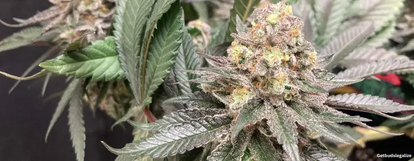 Granddaddy Purple Strain Review & Growing Guide | Learn All About 10 Granddaddy Purple cannabis Strain Review & Growing Guide,weed, cannabis, marijuana, seeds, plant