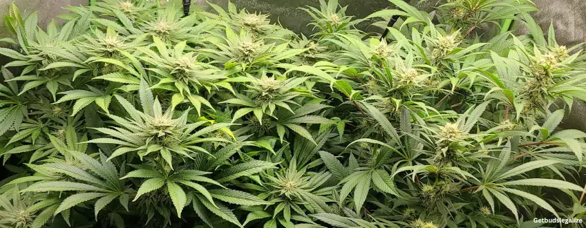 Granddaddy Purple Strain Review & Growing Guide | Learn All About 17 Granddaddy Purple marijuana Strain Review & Growing Guide,weed, cannabis, marijuana, seeds, plant