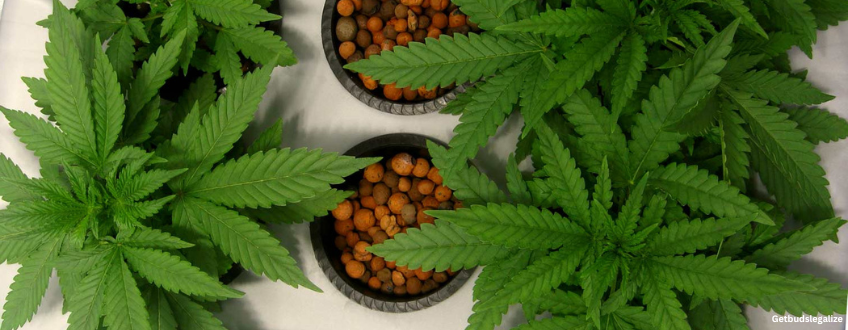 Tropicana Cookies cannabis Strain Review & Growing Guide, weed, marijuana, cannabis, seeds, plant