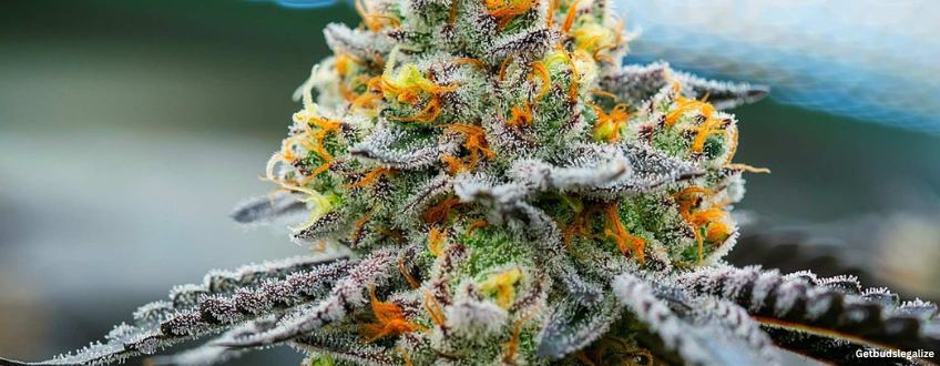 Tropicana Cookies marijuana Strain Review & Growing Guide, weed, marijuana, cannabis, seeds, plant