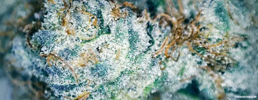 LA Kush Cake weed Strain Review & Growing Guide, weed, cannabis, marijuana, plant