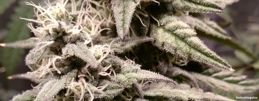 LA Kush Cake cannabis Strain Review & Growing Guide, weed, cannabis, marijuana, plant