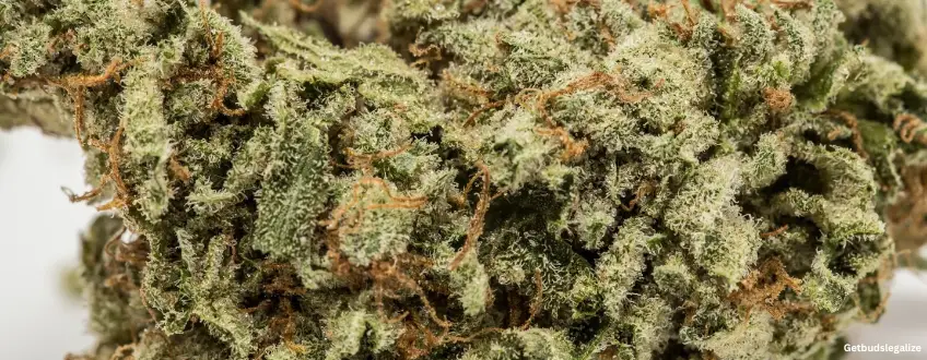 LA Kush Cake marijuana Strain Review & Growing Guide, weed, cannabis, marijuana, plant