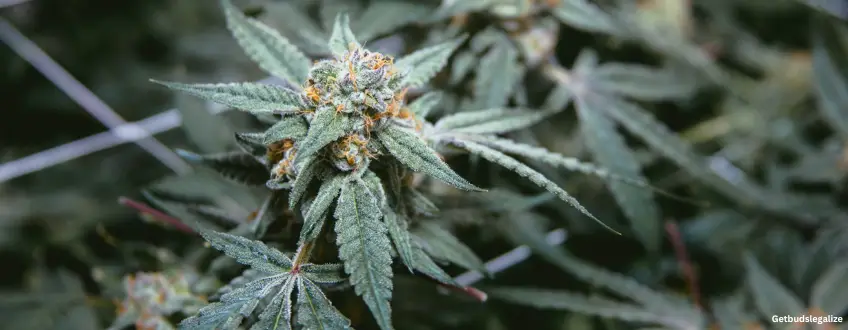 LA Kush Cake marijuana Strain Review & Growing Guide, weed, cannabis, marijuana, plant