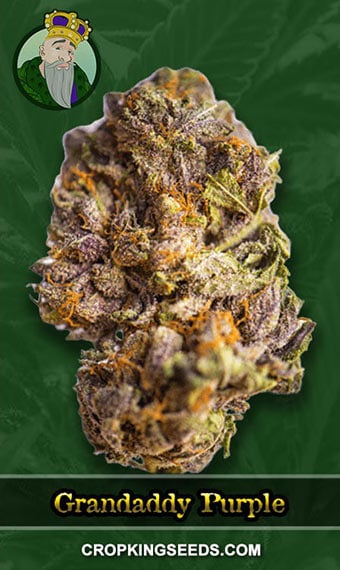Granddaddy Purple Strain Review & Growing Guide | Learn All About ...