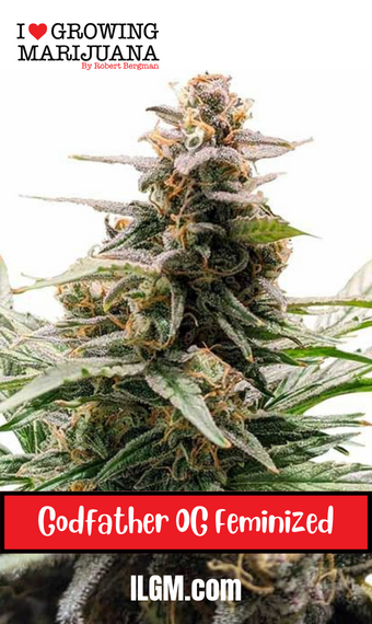 Godfather OG Strain Review & Growing Guide | Discover Its Potency ...