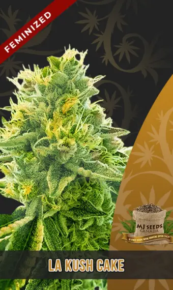 La Kush Cake Feminized Marijuana Seeds, WEED, CANNABIS, MJ SEEDS CANADA