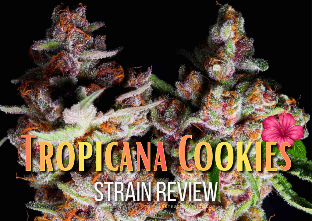Tropicana Cookies Strain Review & Growing Guide, weed, marijuana, cannabis, seeds, plant