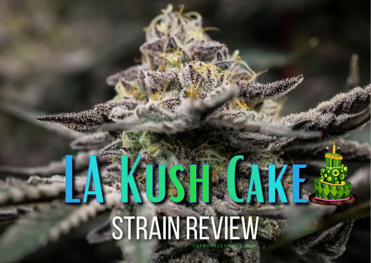 LA Kush Cake Strain Review & Growing Guide | Learn All About
