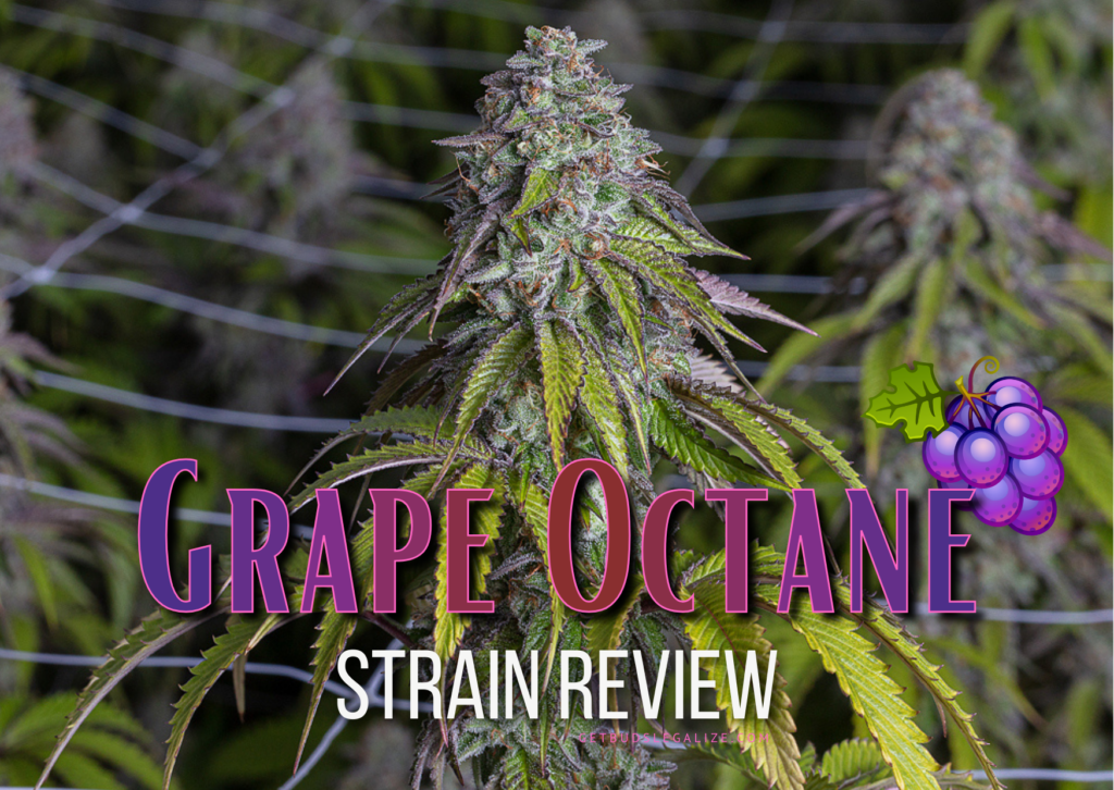 Grape Octane Strain Review & Growing Guide | Unlock The Full Potential ...