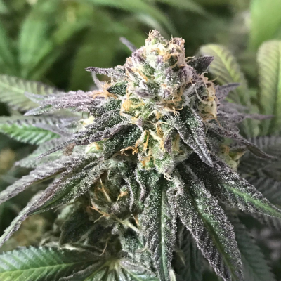 Granddaddy Purple Strain Review & Growing Guide | Learn All About 21 Granddaddy Purple Strain Review & Growing Guide,weed, cannabis, marijuana, seeds, plant