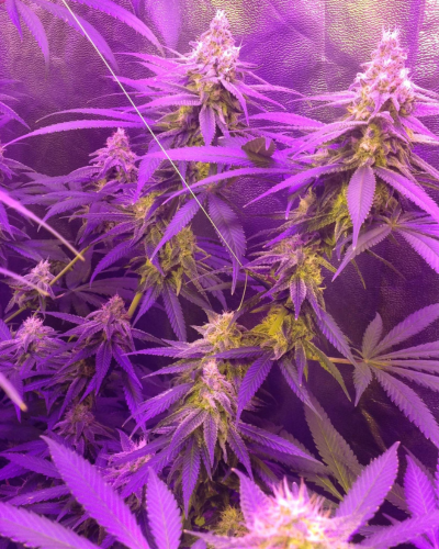 Granddaddy Purple Strain Review & Growing Guide | Learn All About 22 Granddaddy Purple Strain Review & Growing Guide,weed, cannabis, marijuana, seeds, plant