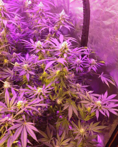 Granddaddy Purple Strain Review & Growing Guide | Learn All About 23 Granddaddy Purple Strain Review & Growing Guide,weed, cannabis, marijuana, seeds, plant