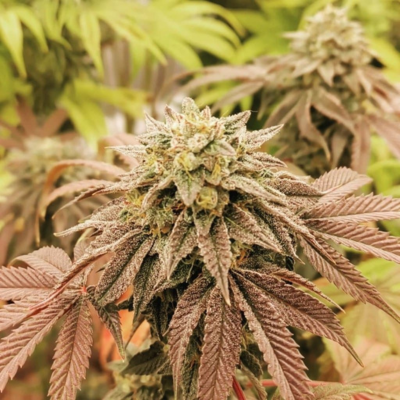 Bubba Kush Strain Review & Growing Guide | Learn All About 21 Bubba Kush Strain Review & Growing Guide, weed, marijuana, cannabis, seeds, plant