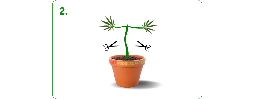 Fluxing Cannabis Plants: Everything You Need To Know 11 Fluxing, CANNABIS PLANT, GROWING TECHNIQUE, TRAINING TECHNIQUE, WEED, MARIJUANA, STEP BY STEP, GUIDE