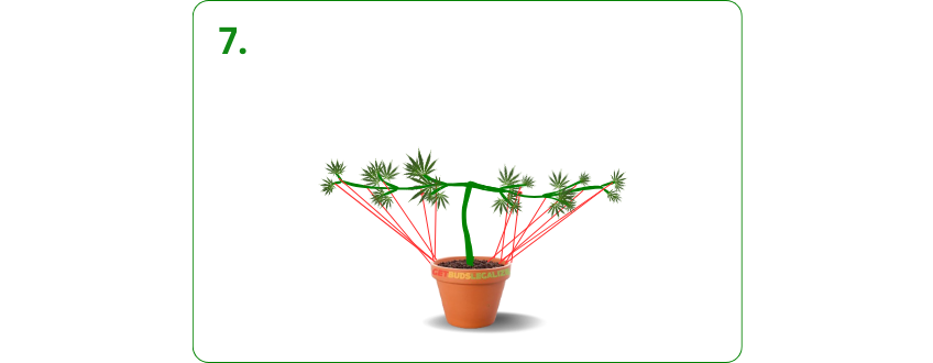 Fluxing Cannabis Plants: Everything You Need To Know 18 Fluxing, CANNABIS PLANT, GROWING TECHNIQUE, TRAINING TECHNIQUE, WEED, MARIJUANA, STEP BY STEP, GUIDE
