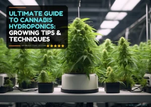 Ultimate Guide to Cannabis Hydroponics: Growing Tips & Techniques