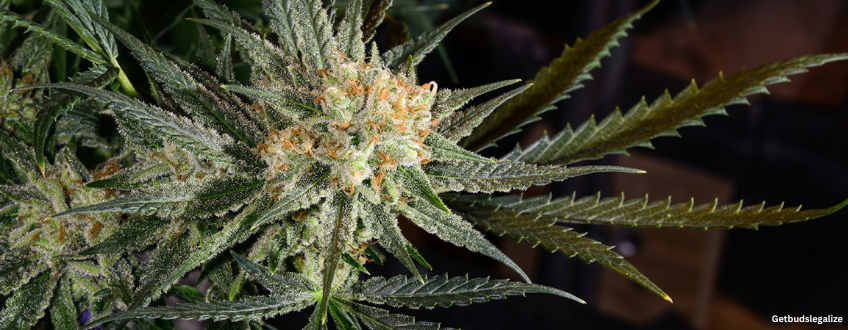 Pineapple Haze Strain Review & Growing Guide | Discover This Delight 10 Pineapple Haze weed Strain Review & Growing Guide, weed, cannabis, marijuana, seeds, plant