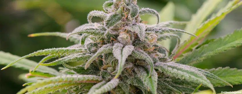 Maui Wowie weed Strain Review & Growing Guide, weed, marijuana, cannabis, plant, seeds