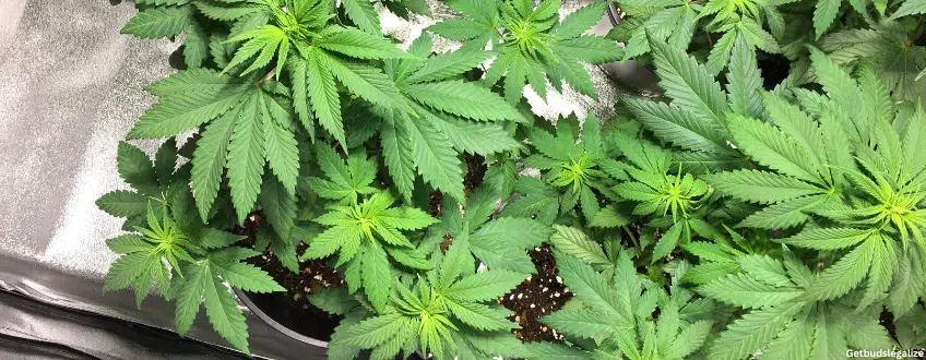 Maui Wowie cannabis Strain Review & Growing Guide, weed, marijuana, cannabis, plant, seeds