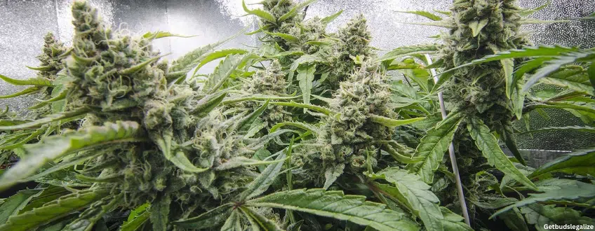 Maui Wowie marijuana Strain Review & Growing Guide, weed, marijuana, cannabis, plant, seeds