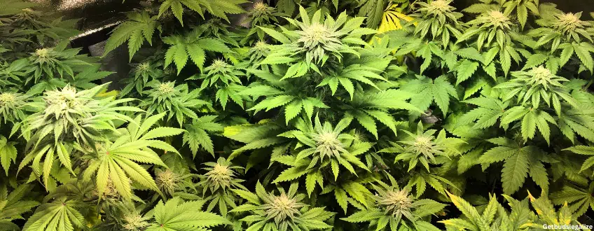 Maui Wowie marijuana Strain Review & Growing Guide, weed, marijuana, cannabis, plant, seeds